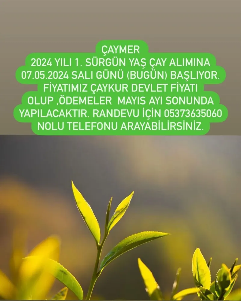 ÇAYMER ÇAY KUR FİYATINA ÇAY ALACAĞINI DUYURDU