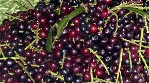 RİZE BÖLGESİNDE YETİŞEN MEYVELER / MEYVE YETİŞTİRİCİLİĞİ