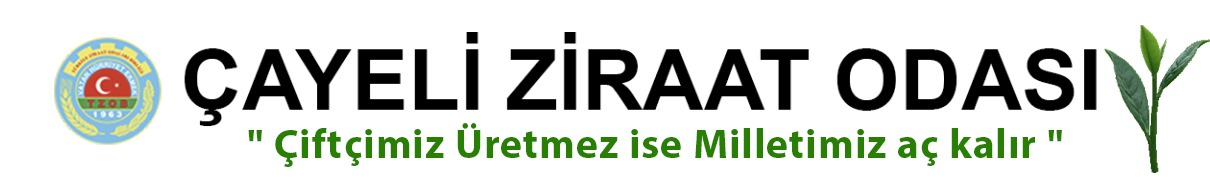 ÇAYELİ ZİRAAT ODASI ÇAY ÜRETİCİSİNİN YANINDA 