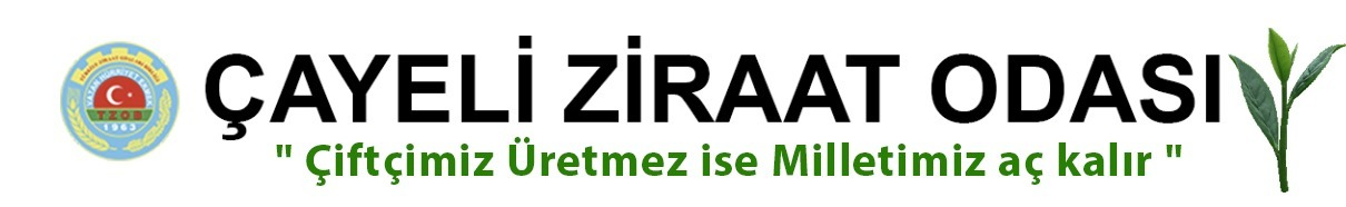 ÇİFTÇİMİZ ÜRETMEZ İSE MİLLETİMİZ AÇ KALIR
ÇAYELİ ZİRAAT ODASI ÇAY ÜRETİCİSİNİN YANINDA 